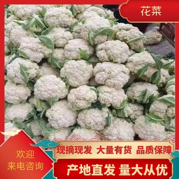 松花菜   精品花菜，青梗白面，个头均匀，小米粒，产地直发