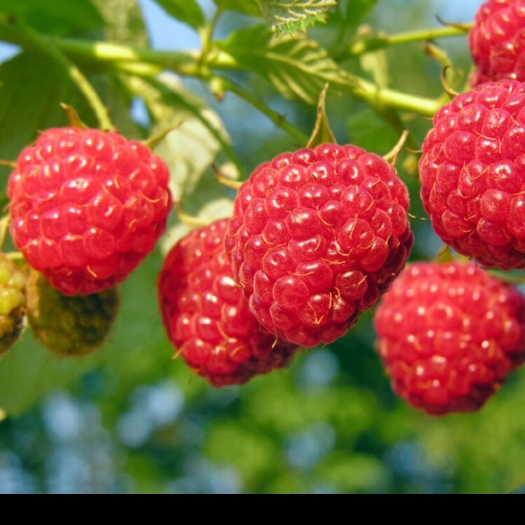 古丈县红树莓苗 红树莓三月泡树莓盆景地种绿化水果树甜果