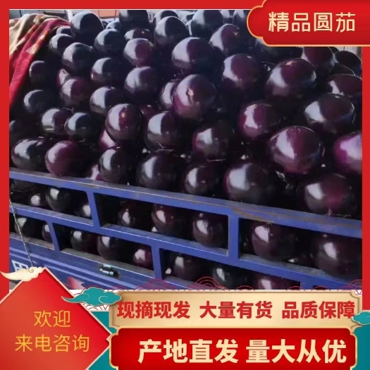 博爱县精品圆茄，产地大量上市，支持视频看货，当天采摘当天发货