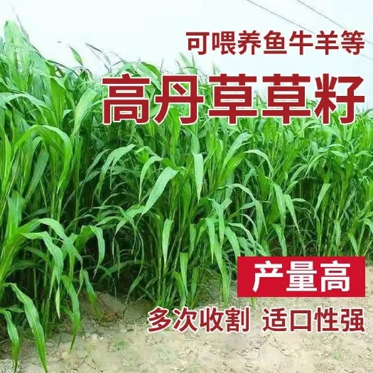 嘉祥县牧草苏丹草 产量高根系发达抗倒伏 牛马羊鱼四季牧草