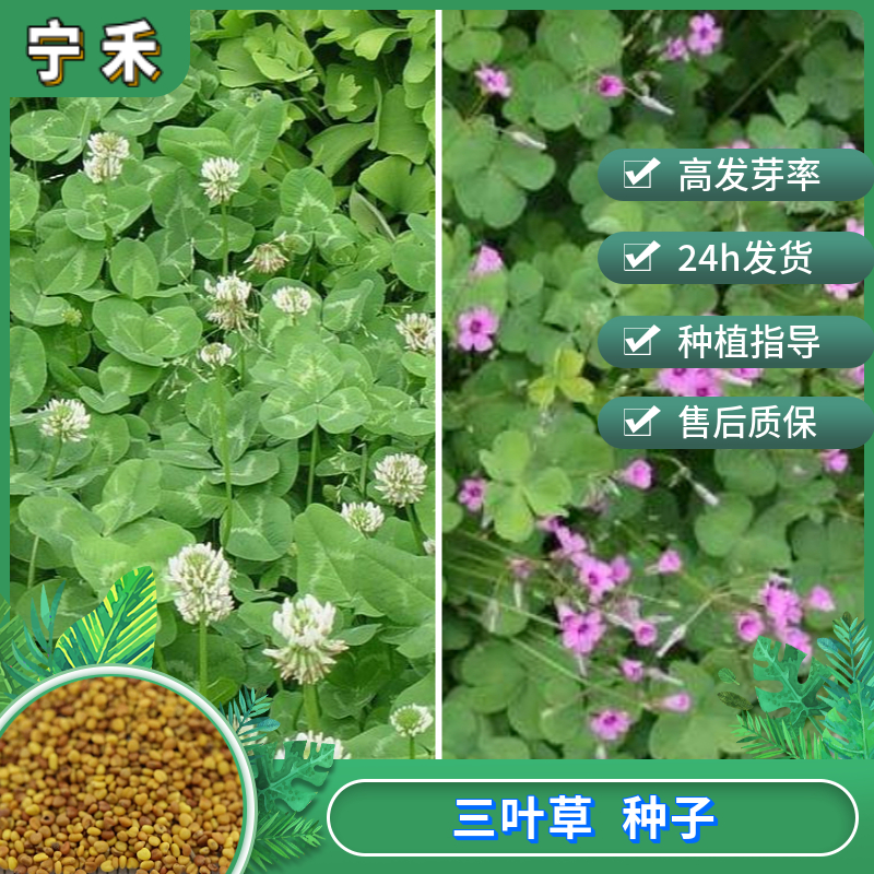 南京三叶草种子 白三叶种子红三叶种子 绿化增肥固氮饲用