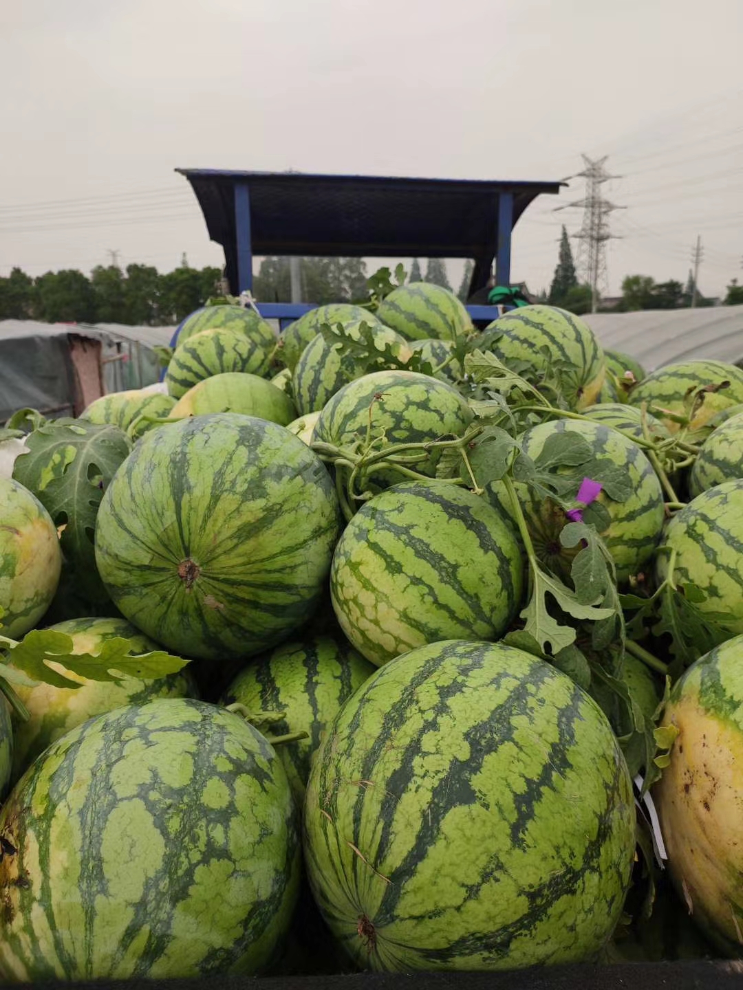 8424西瓜 8424一茬瓜 糖度高地点：常熟市沙家浜欢迎老