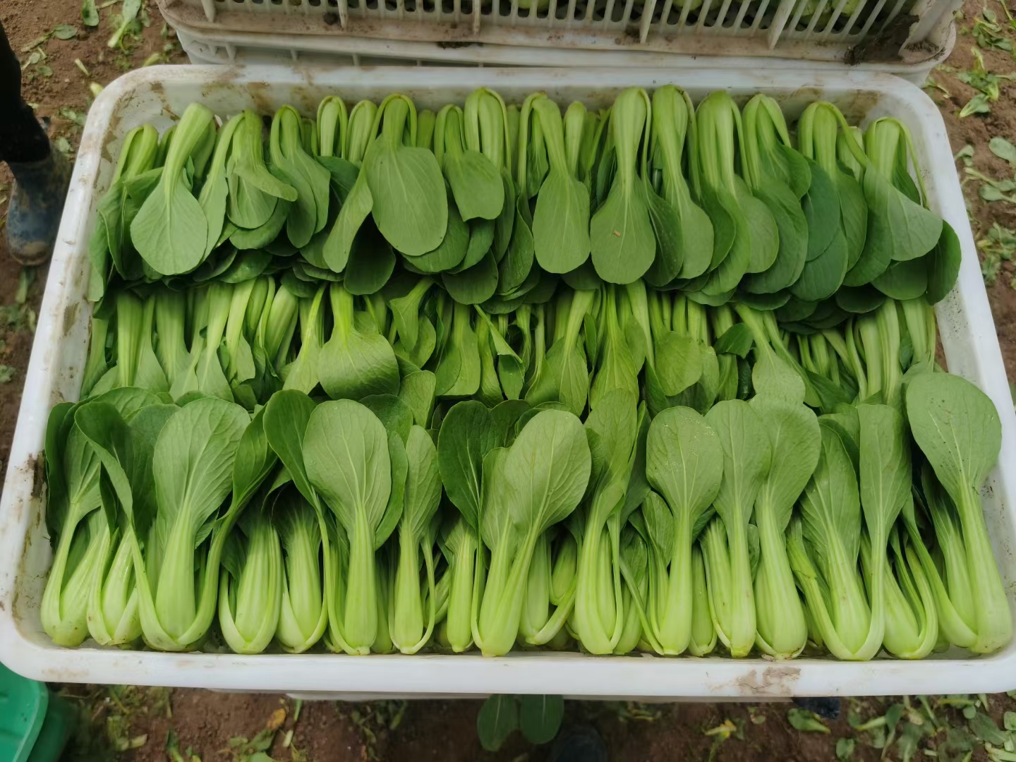 精选上海青  小油菜 小白菜小青菜产地直销货源充足品质好