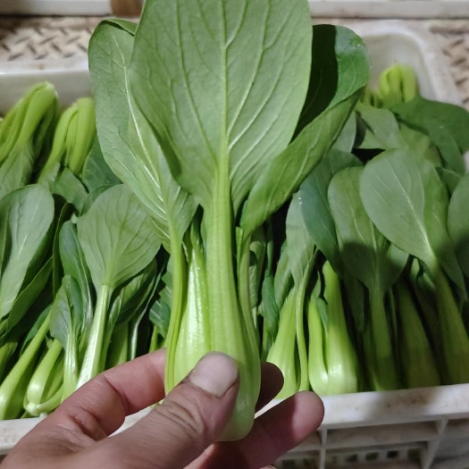 曹县 产地直销，一手货源，上海青小油菜，快菜