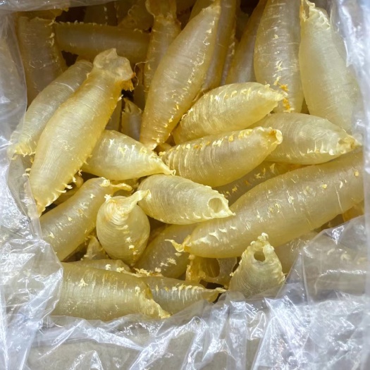 广州花胶 21头赤嘴筒胶
