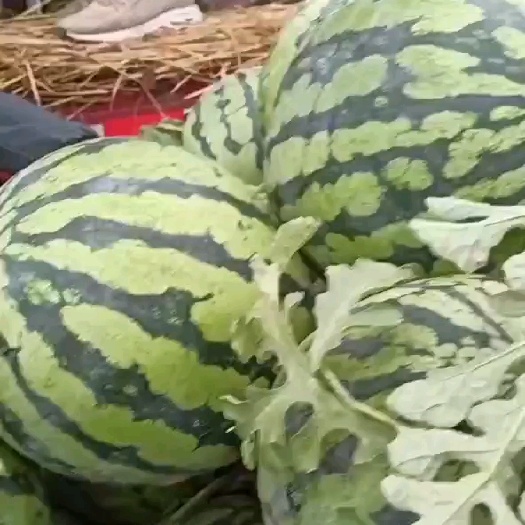 麒麟美都西瓜大量上市。口感好，皮薄，汁甜，耐运输，供货全