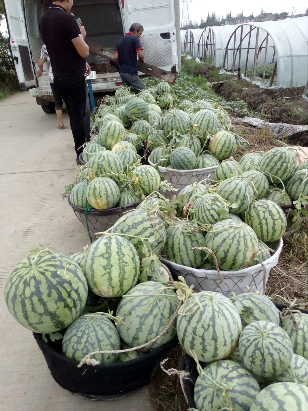 8424西瓜 8424一茬瓜 糖度高地点：常熟市沙家浜欢迎老
