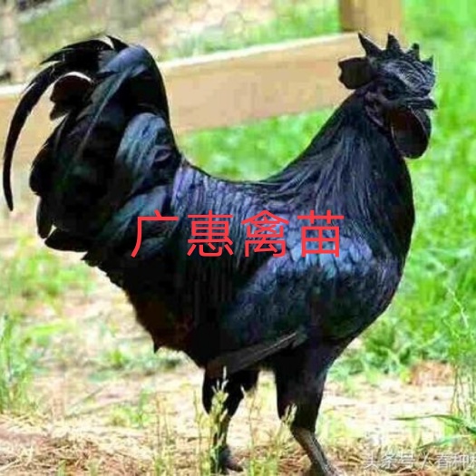 南宁脱温五黑鸡