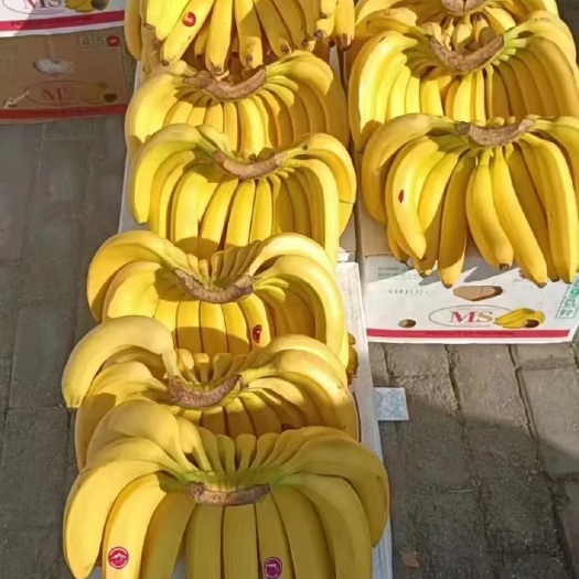 上海常年供货，精品菲律宾香蕉，提供各大超市，电商路边摊