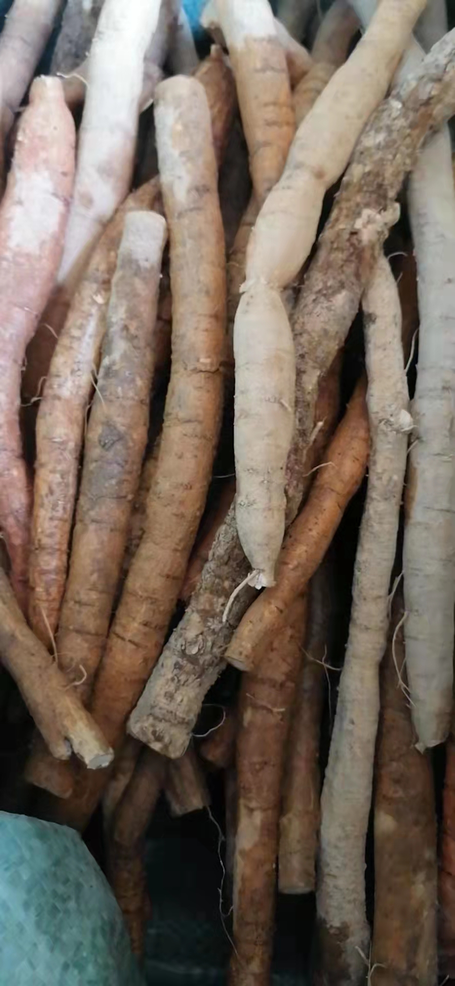 牛大力中叶小小牛口感好，粉甜，欢迎来看，看上联系