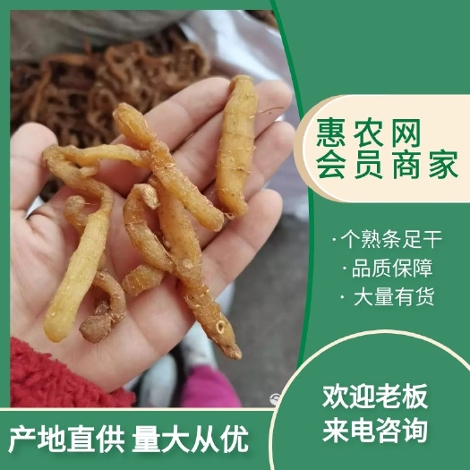 亳州湘玉竹  玉竹个熟条足干湖南货，质量保证无产地直销量大从优干