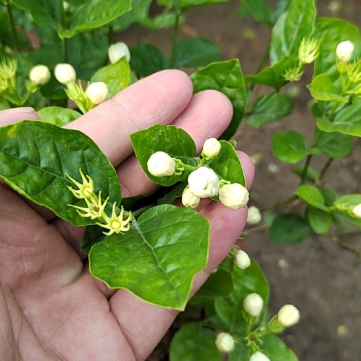 白色茉莉 茉莉花盆栽花卉植物室内阳台四季开花苗浓香驱蚊好养易活老桩绿植