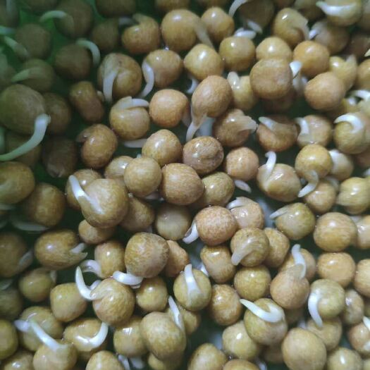 临沂一号麻豌豆小粒麻豌豆