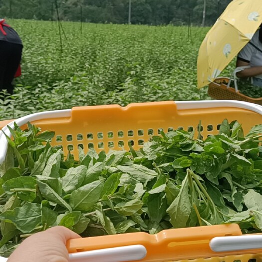 阳山县枸杞芽，一件代发！顺丰包邮，损坏包赔！