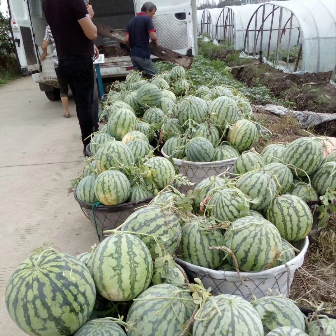 8424西瓜 8424一茬瓜 糖度高地点：常熟市沙家浜欢迎老