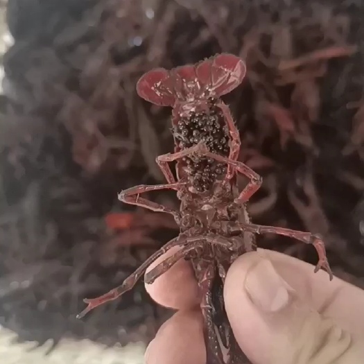 潜江虾苗 虾种