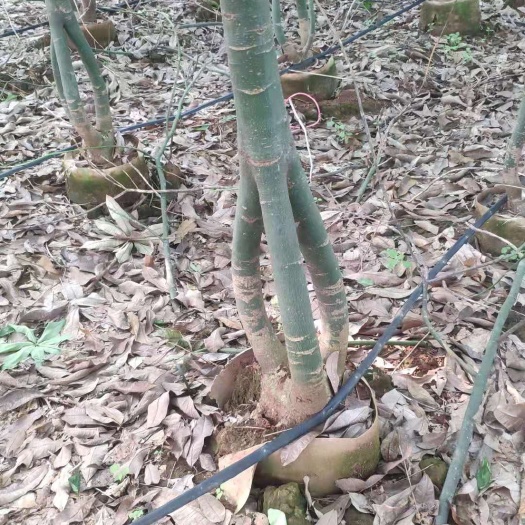 雷州市 三杆发财树，一根粗5-7cm，4年树，款式独特