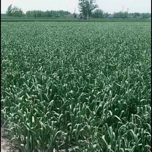 郓城县绿帽蒜苔 蒜苔大量出售，现采发货