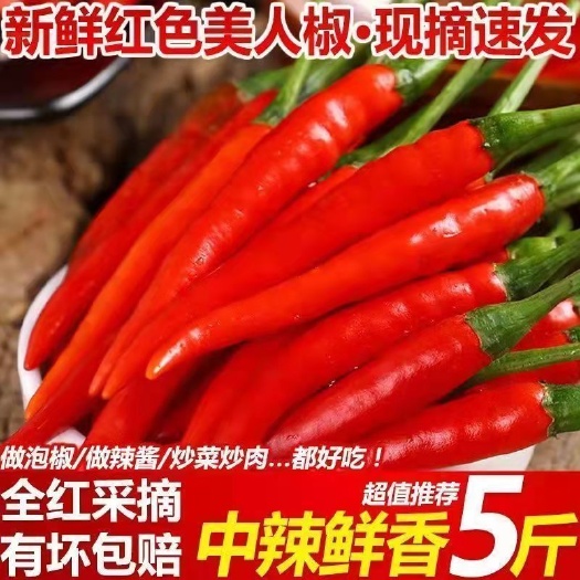 南靖县福建漳州5号红线椒7号红线辣椒产地大量上市产地直发