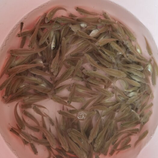 广州 澳洲银鲈鱼苗