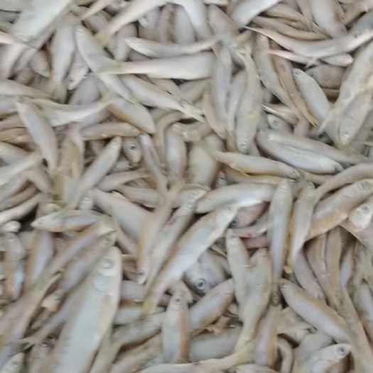 杜尔伯特 饲料鱼