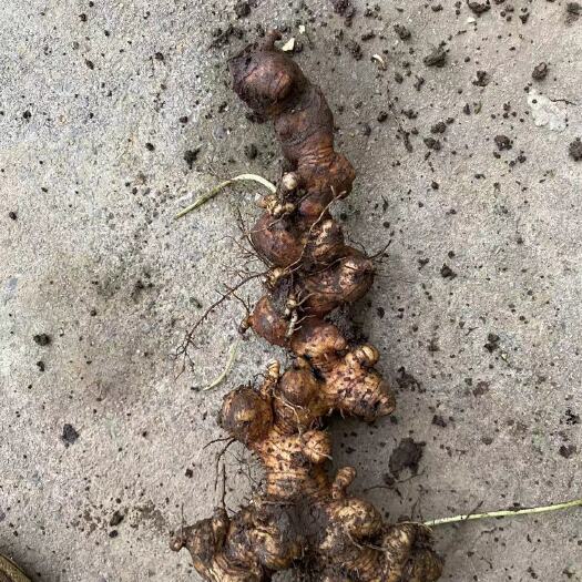 大方县 姜形黄精