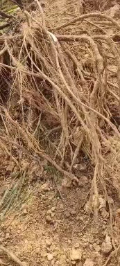 牛大力中叶小小牛口感好，粉甜，欢迎来看，看上联系