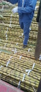 翁源县广东韶关市翁源县自家种的200亩地，黄皮甘蔗，清甜可口