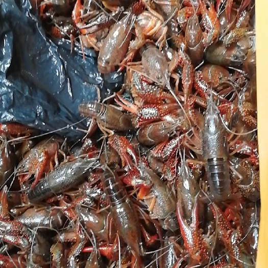 清远小龙虾 大夾青 耐养 硬壳