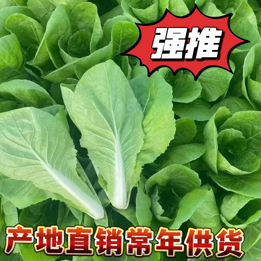 曹县精品奶白菜 快菜 毛白菜 小白菜产地直销货源充足，品质好