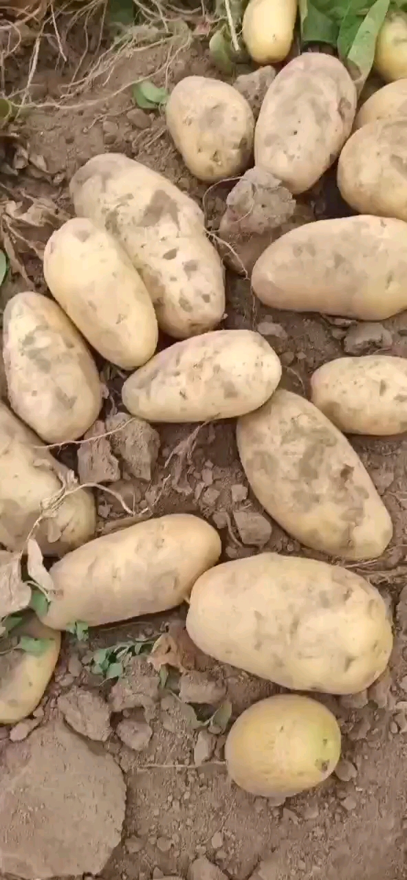 土豆，荷兰15土豆。无青头，无虫眼基地货产地直发。保质保量