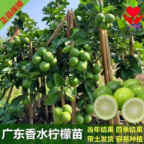 浦北县香水柠檬苗 广东四季香水柠檬树苗广东无籽嫁接食用南方无核盆栽地栽当年结果