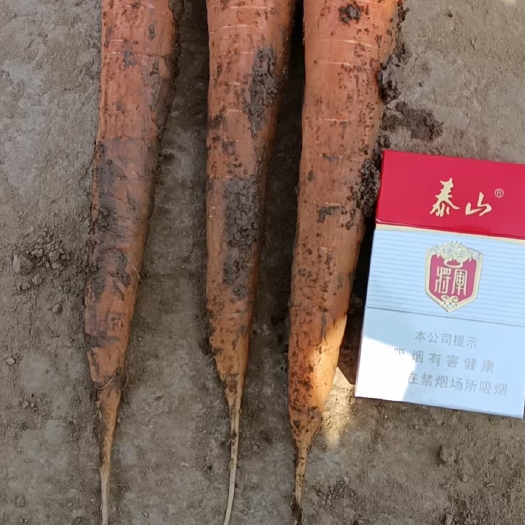 汶上县红皮胡萝卜 胡萝卜  条形好，欢迎各位老板考察预订 常年种植