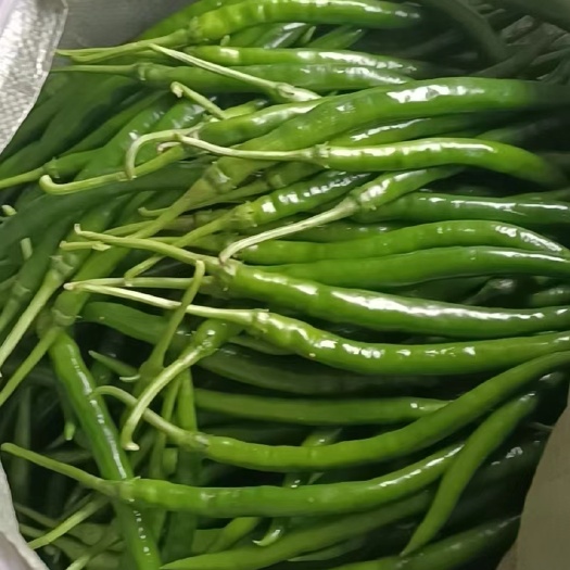 灵山县广西各种辣椒大量上市3号线椒，8号线椒，大螺丝椒，螺丝线