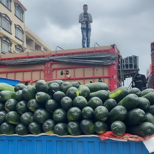 南宁黑皮冬瓜 广西精品冬瓜大量上市，量大从优