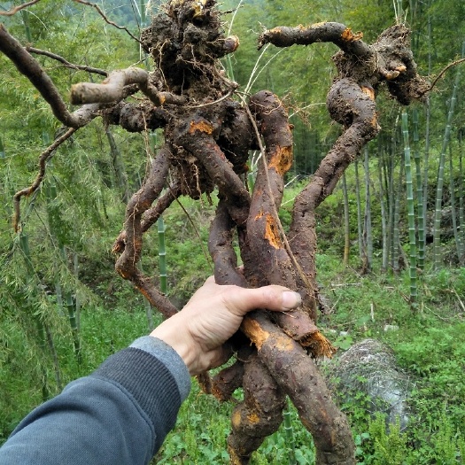 衡东县虎杖 新鲜虎仗