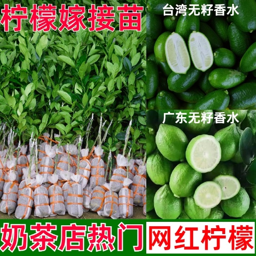 青柠檬苗 柠檬树苗四季香水广东无籽果苗盆栽地栽核南方种植