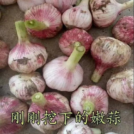 邳州市紫皮蒜 精品大蒜已经上市 欢迎电商，经销商前来采购