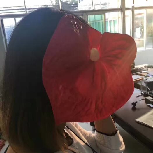 广州 红掌大花盆栽水培植物室内花卉好养一帆风顺大盆绿植鸿运当头花苗