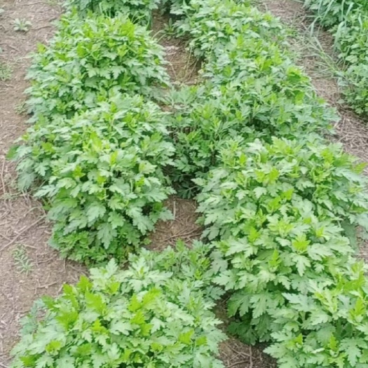 亳州金丝皇菊苗