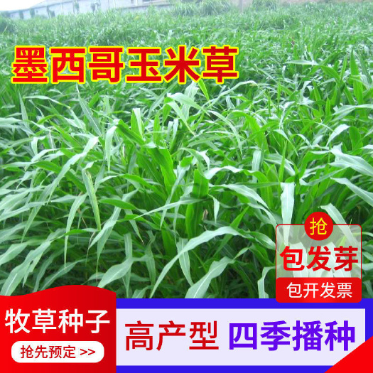 牧草墨西哥玉米牧草种子