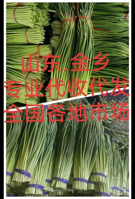 红帽蒜苔 专业储存蒜薹，代发全国市场