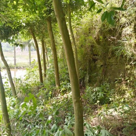 江安县八月桂 出售:千竺桂成品树，桂花树成品树，行道树，街道树。