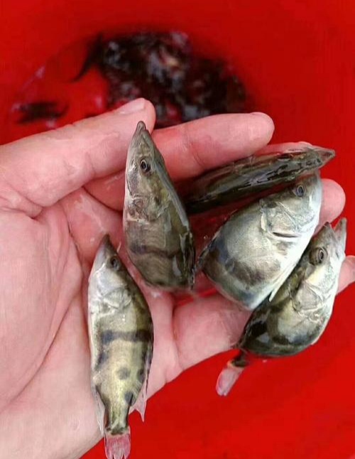 嘉禾县 鳜鱼桂鱼苗，