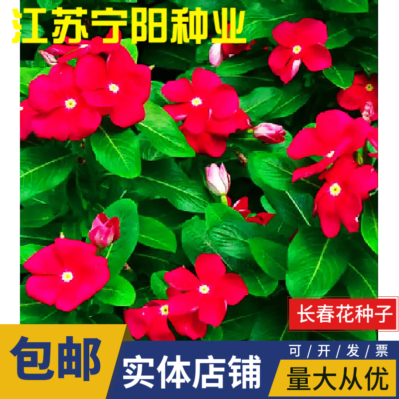沭阳县长春花种子四季播种开花室内庭院阳台盆栽花卉耐雨日日春花种籽