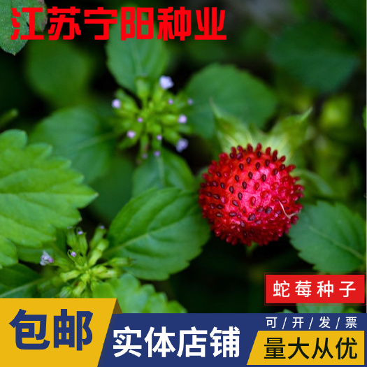 蛇梅种子 蛇莓种子 野生草莓多年生园林地被花籽草坪点缀 庭院