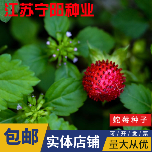 南京蛇梅种子 蛇莓种子 野生草莓多年生园林地被花籽草坪点缀 庭院