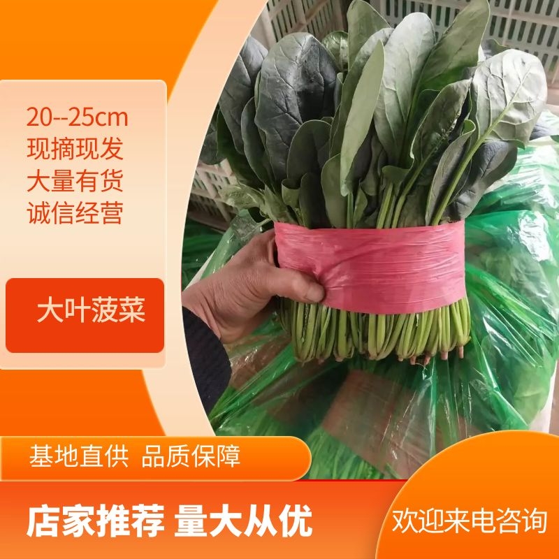 新泰市大叶菠菜 20~25cm