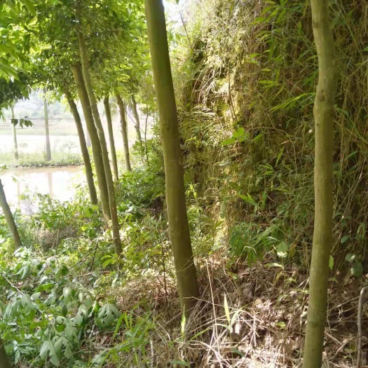 江安县八月桂 千竺桂街道树