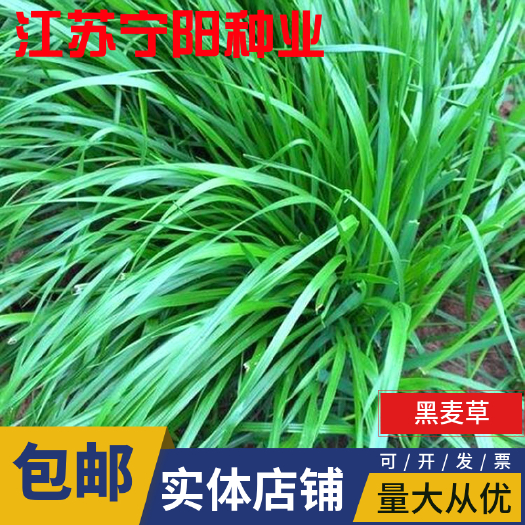 南京黑麦草种子 黑麦草牧草四倍体高产优质牧草猪牛羊鸡鸭鹅鱼